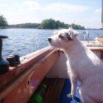 Mit Hund an Bord
